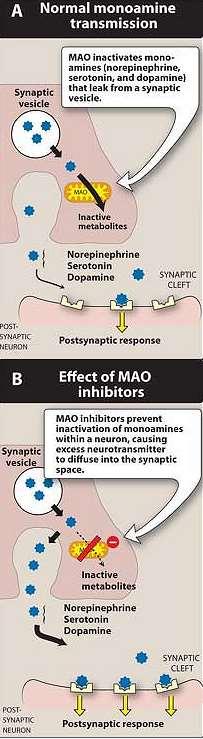 INHIBITORI MAO Prvi antidepresivi uglavnom potisnuti novijim Neselektivni, ireverzibilni inhibitori MAO MAO regulira intracelularnu koncentraciju