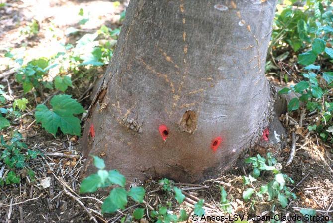 Simptomi insekta Anoplophora chinensis Na napadnutim stablima se primjećuju specifični simptomi, kao što je u osnovi debla pojava piljevine.