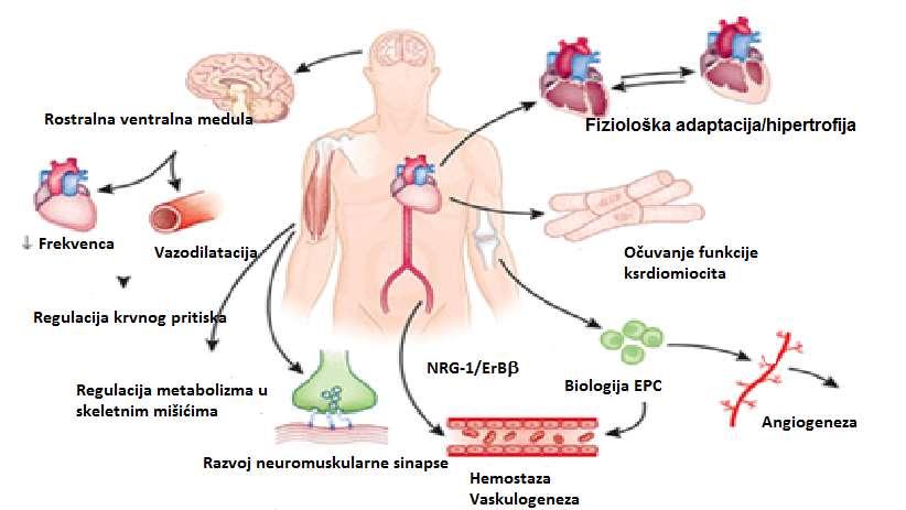 120 Vol. 41 (2016) br. 2 Pregledni rad osoba sa srčanom insuficijencijom. Tako e, viši nivo neuregulina povezan je sa lošijom prognozom ishemijske bolesti srca.