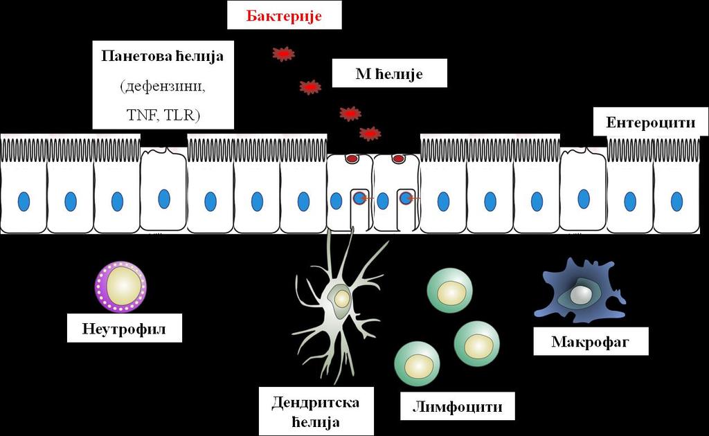 Фигура 1. Имунопатогенеза улцерозног колитиса. Бактеријску инвазију слузнице црева спречава физичка баријера (ентероцити) и специјализоване ћелије (Панетове ћелије и М ћелије).