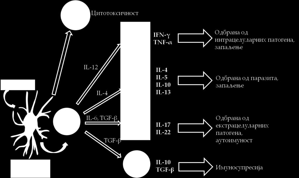 Фигура 3. Индукција стеченог имунског одговора. Диференцијација наивног Т лимфоцита.