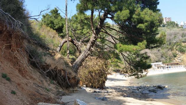 plažu Mogren 2 razvijena je makija velike resike i