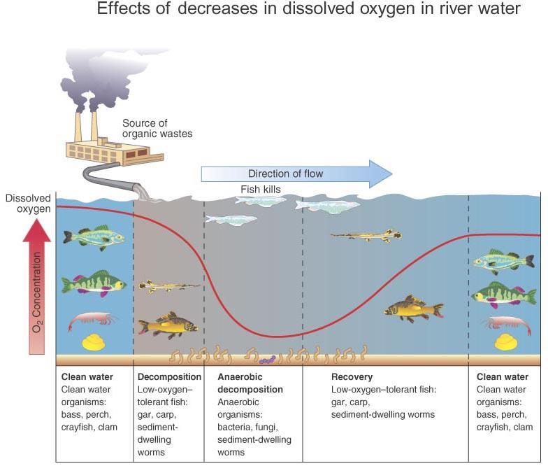 Efekti smanjenja RK u vodi Izvor organskog