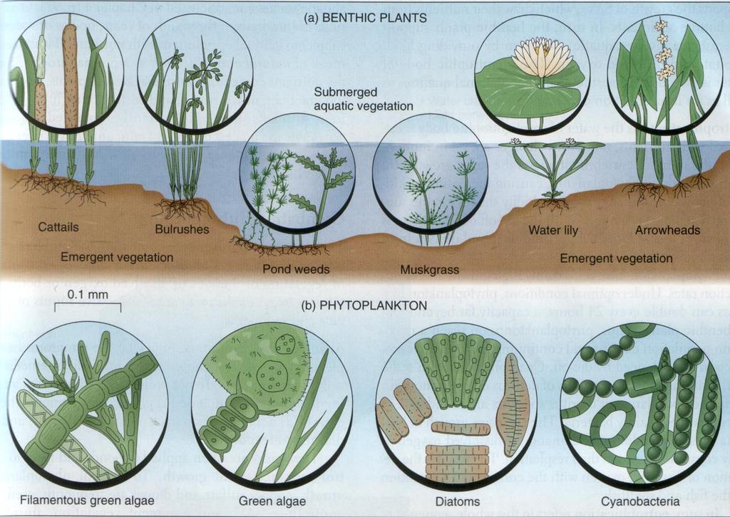 Akvatične biljke Akvatične biljke koje rastu vezane za morsko dno predstavljaju bentos.