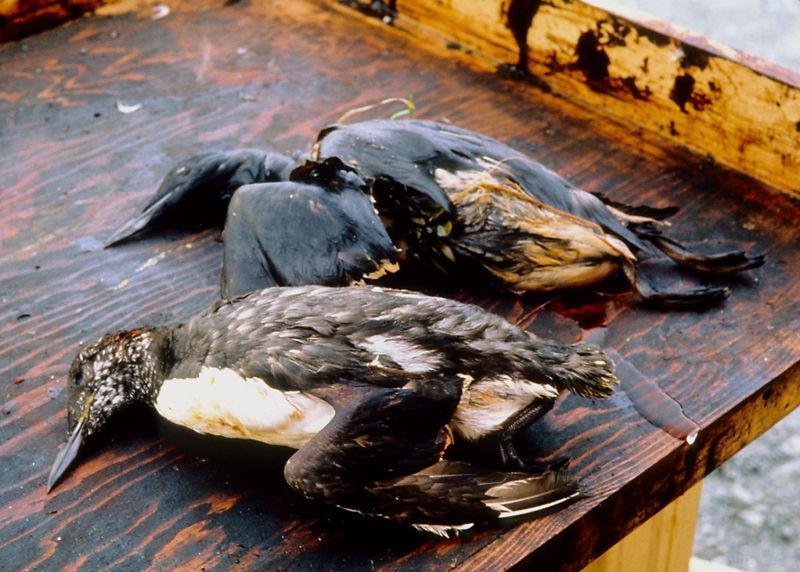 Uzroci uginuća ptica: nafta natapa perje ptice ne mogu da lete i plivaju zbog povećane težine.