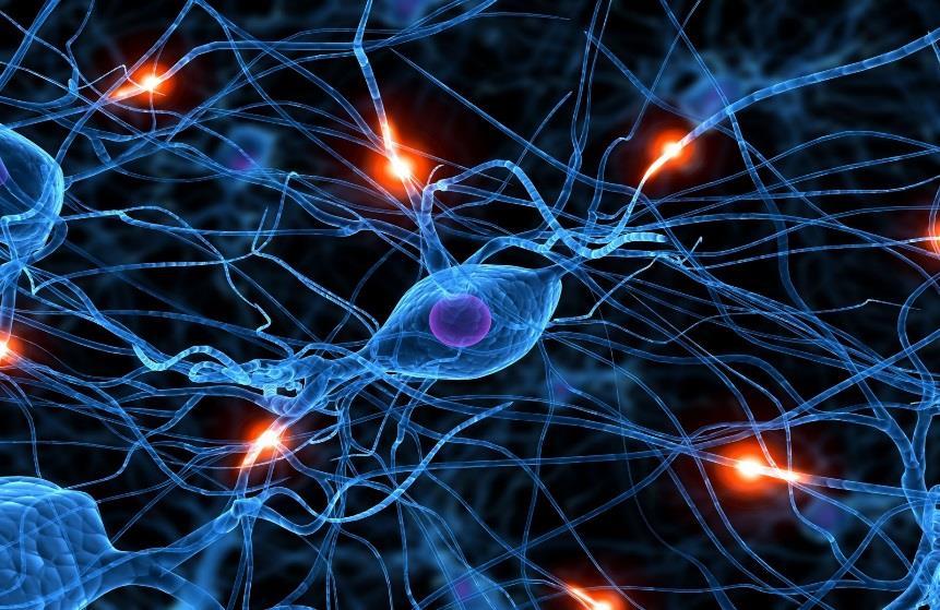 1. УВОД Мозак представља један веома сложен систем састављен од неколико десетина милијарди међусобно повезаних нервних ћелија односно неурона чије се активности могу само делимично пратити мерењем и