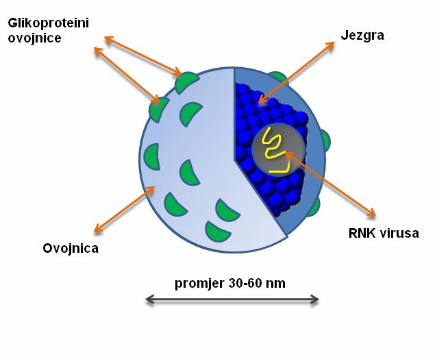 1.2. Biološke karakteristike virusa hepatitisa C Analiza strukture HCV komponenti okosnica je za razumijevanje molekularnog mehanizma infekcije HCV-om, umnažanja kao i interakcije sa staničnim
