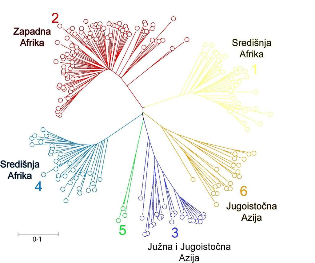 Slika 4b. Filogenetsko stablo nerazvijenih zemalja (36, adapt.) Prevalencija glavnih genotipova i podtipova u Hrvatskoj odgovara onoj utvrđenoj u južnoj i istočnoj Europi (37).
