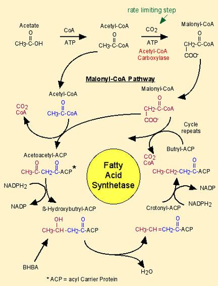 Svaki ciklus kroz malonyl-coa put rezultira u dva atoma C koji se dodaju masnokiselinskom lancu.