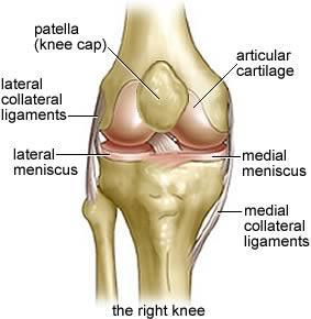 2. BIOMEHANIKA HIPERMOBILNOGA KOLJENA Po svojoj građi hipermobilno koljeno razlikuje se od koljena koje nije hipermobilno.
