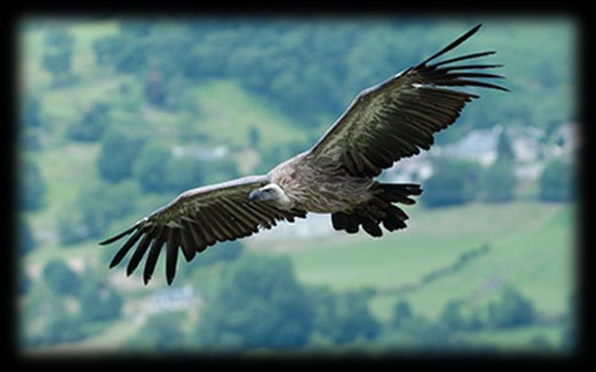 Заштита овом подручја, као што је већ наведено, првенствено је извршена да би се очувао белоглави суп, највећа птица грабљивица која живи у Србији.