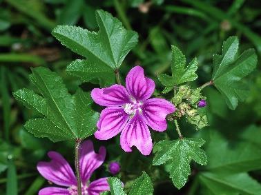 Oxalidales Malpighiales