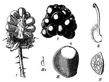 podporodica Rosoideae