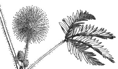 podporodica Mimosoideae