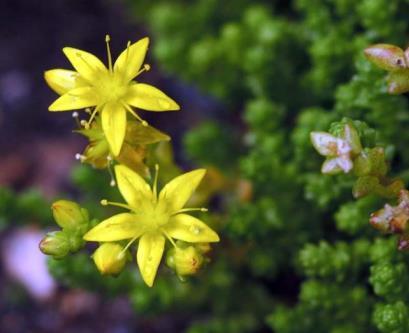 Barbeyaceae,