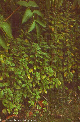 Urticaceae - koprive Veličina. 45 rodova s oko 1000 vrsta.