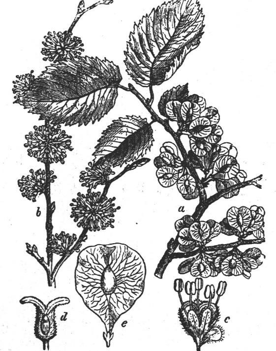 Jednospolni na najčešće dvodomnim biljkama Urtica.