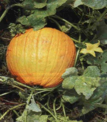 Cucurbita maxima - bundeva red Cucurbitales Anisophylleaceae, Begoniaceae,