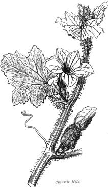 Cucurbitaceae - bundeve Veličina. Oko 650 vrsta u oko 120 rodova Rasprostranjenost.