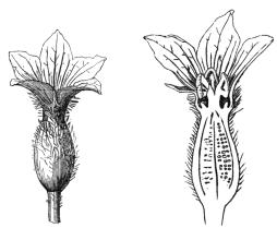 muški i ženski cvjetovi skupa s dvospolnim cvjetovima na istoj biljci Plod.