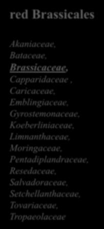 red Brassicales Akaniaceae, Bataceae, Brassicaceae,