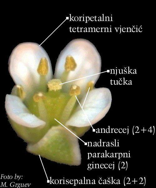 Setchellanthaceae, Tovariaceae, Tropaeolaceae Por.