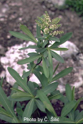 C5 G3-8 K5 udubljeno cvjetište Spirea ulmifolia - pilasta