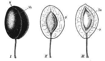 podporodica