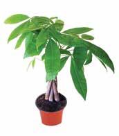 tropska biljka idealna za urede i velike