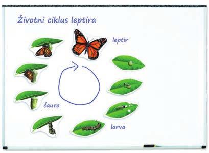 940,00 din Magnetni set životni ciklus leptira NS 115 3.