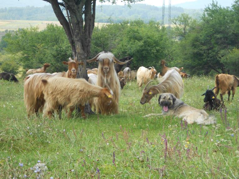 ovaca i koza: