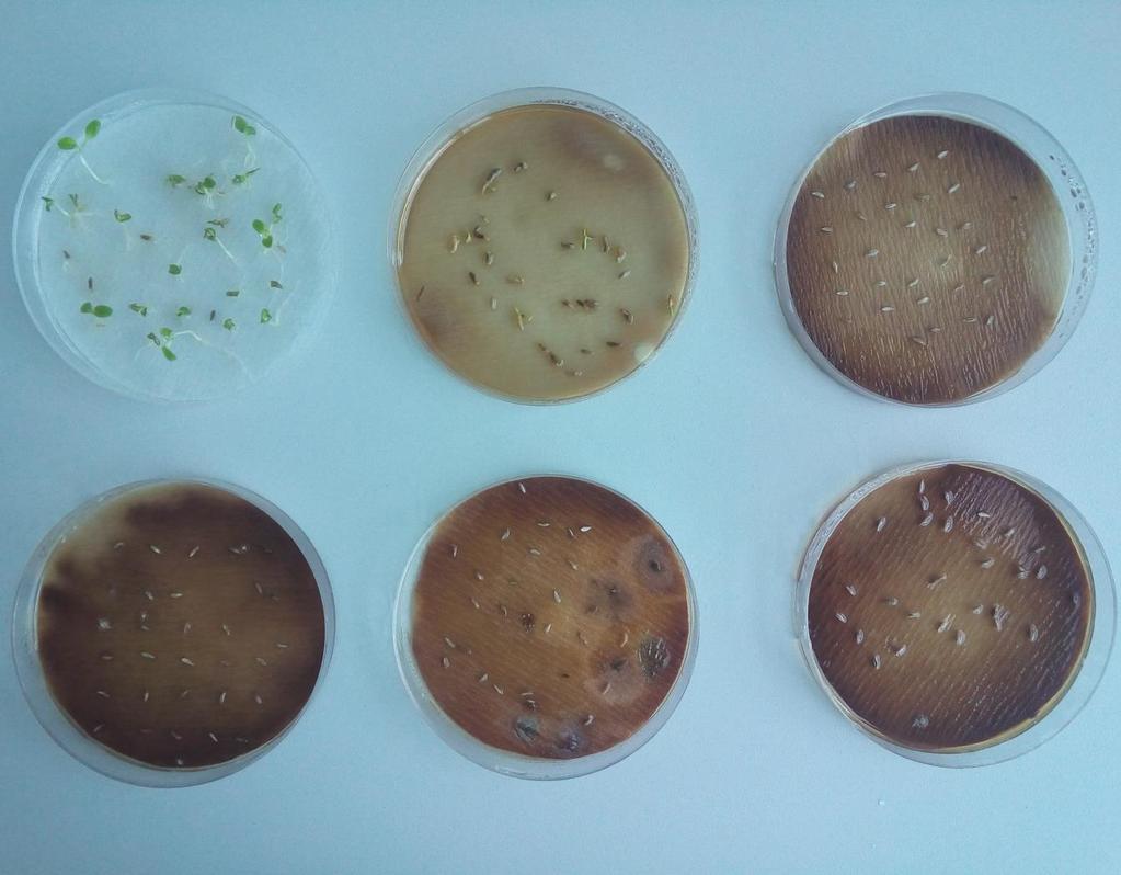 Slika 5. Utjecaj vodenih ekstrakata lavandina na klijavost i rast klijanaca salate (gornji red: kontrola, 2% konc., 4% konc.; donji red: 6% konc., 8% konc., 10% konc. (foto: orig.