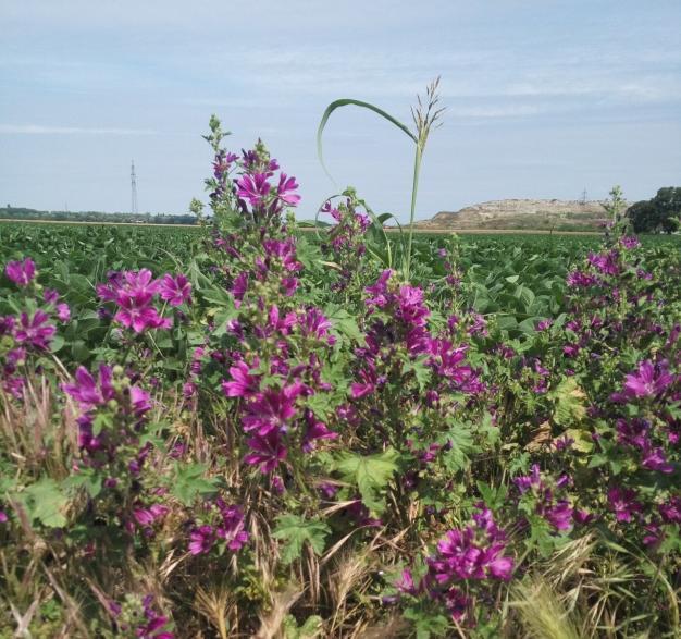 Mterijl i metode rd ljekovitih vrst (crni sljez i veliki rosops) (slik 11., slik 12.). prikupljen je n ruderlnim stništim n području Osječko-brnjske župnije.