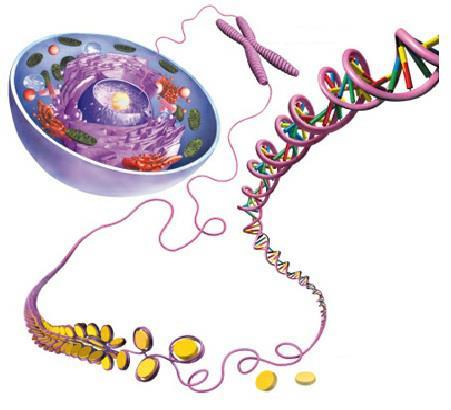 Kromosomi Kad stanica miruje molekula DNK je kao razmotano klupko vune. Kada se stanica sprema za diobu Molekula DNK se udvostruči (kopira) i počinje se namatati na bjelančevinu.