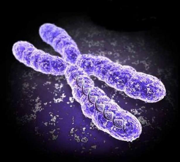 Kromosom Kromosom se sastoji od dvije molekule DNK, te su molekule iste (jedna je original, a druga je kopija). Broj kromosoma je stalan i karakterističan za svaku vrstu.
