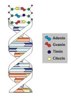 Molekula DNK građena je od šećera pentoze deoksiriboze, fosfatne skupine i četiri tipa dušičnih baza adenin (A), timin (T), citozin (C) i gvanin (G). Dušične baze se komplementarno sparuju.